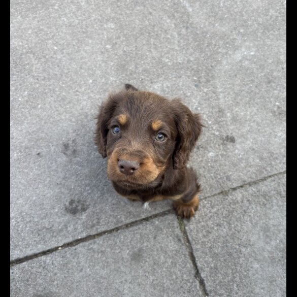 Cocker Spaniel (Working &amp; Show) - Both