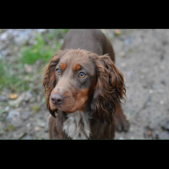 Cocker Spaniel (Working &amp; Show) - Both