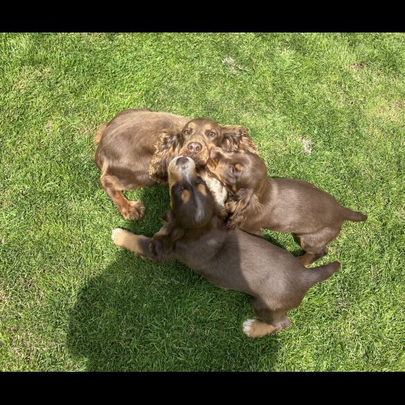 Cocker Spaniel (Working &amp; Show) - Both