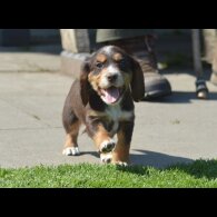 Cocker Spaniel (Working &amp; Show) - Both