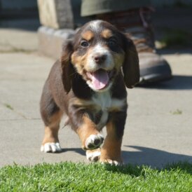 Cocker Spaniel (Working &amp; Show) - Both