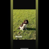 English Springer Spaniel - Both