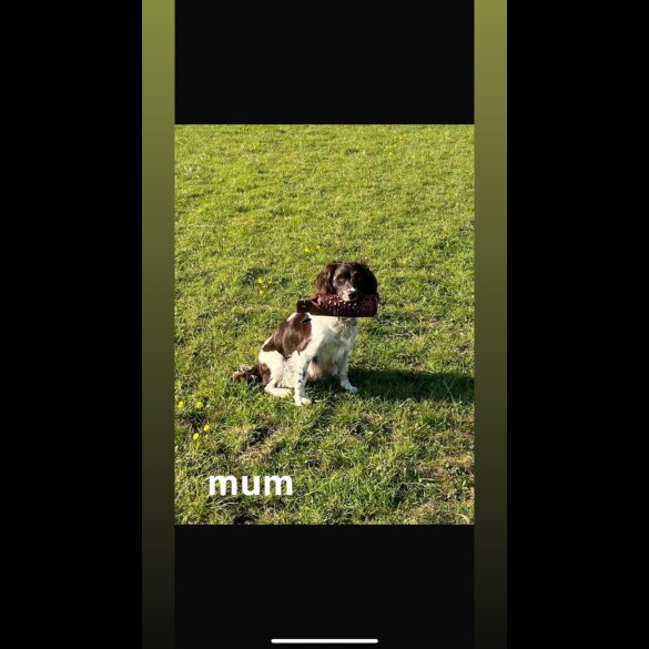 English Springer Spaniel - Both