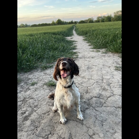 English Springer Spaniel - Both