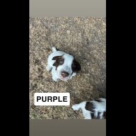 English Springer Spaniel - Both