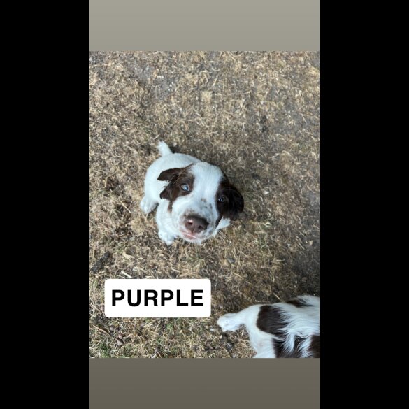 English Springer Spaniel - Both