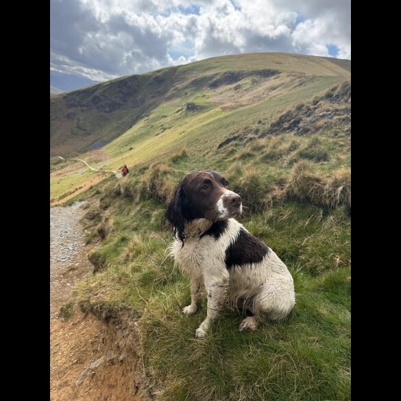 English Springer Spaniel - Both