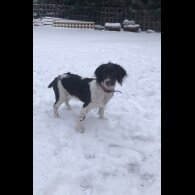 English Springer Spaniel - Both