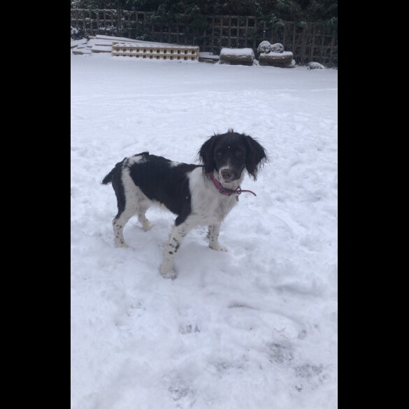 English Springer Spaniel - Both