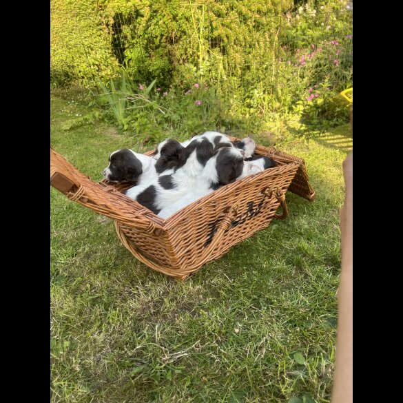 English Springer Spaniel - Both