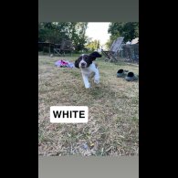English Springer Spaniel - Both