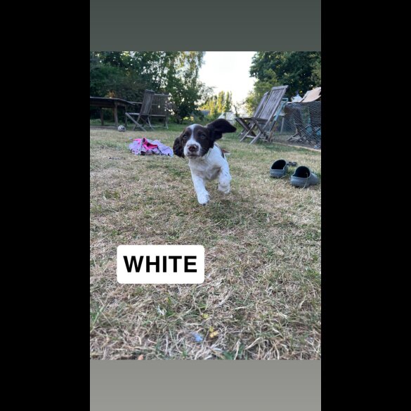 English Springer Spaniel - Both