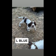 English Springer Spaniel - Both