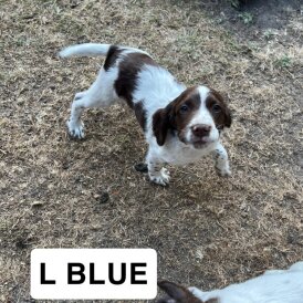 English Springer Spaniel - Both