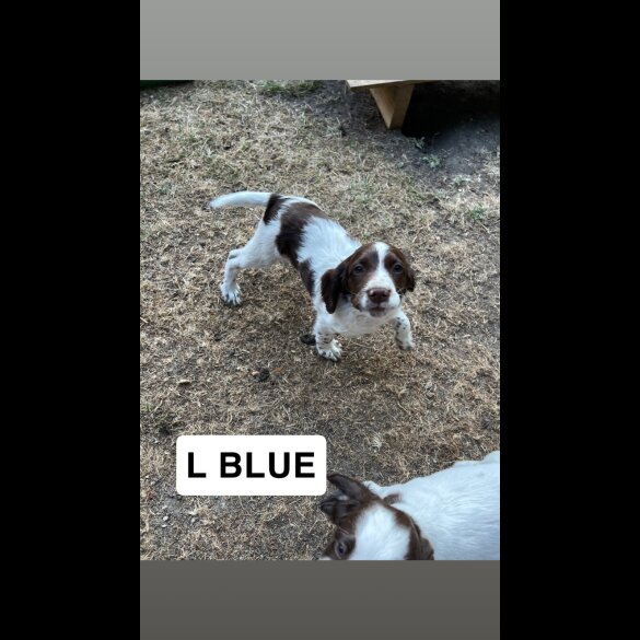 English Springer Spaniel - Both