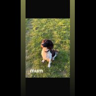 English Springer Spaniel - Both