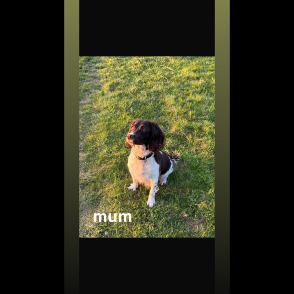 English Springer Spaniel - Both