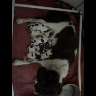 English Springer Spaniel - Both