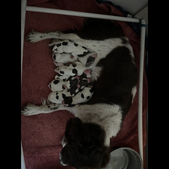 English Springer Spaniel - Both