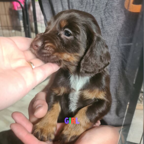 Cocker Spaniel (Working &amp; Show) - Both