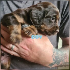 Cocker Spaniel (Working &amp; Show) - Both