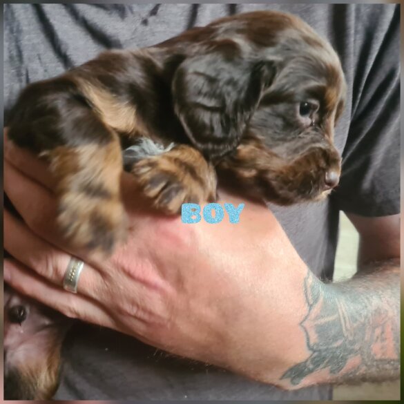 Cocker Spaniel (Working &amp; Show) - Both