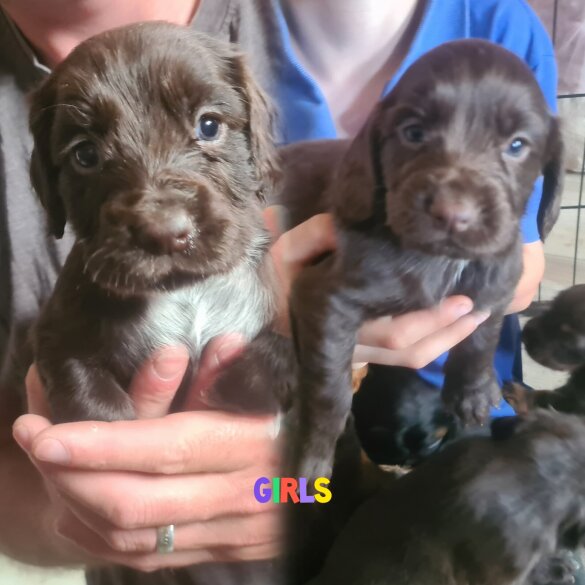 Cocker Spaniel (Working &amp; Show) - Both