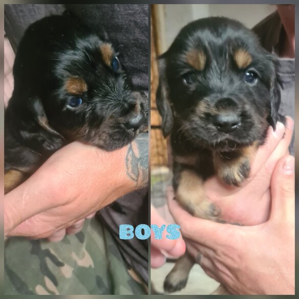 Cocker Spaniel (Working &amp; Show) - Both
