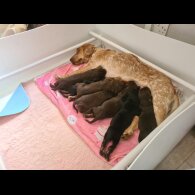 Cocker Spaniel (Working &amp; Show) - Both