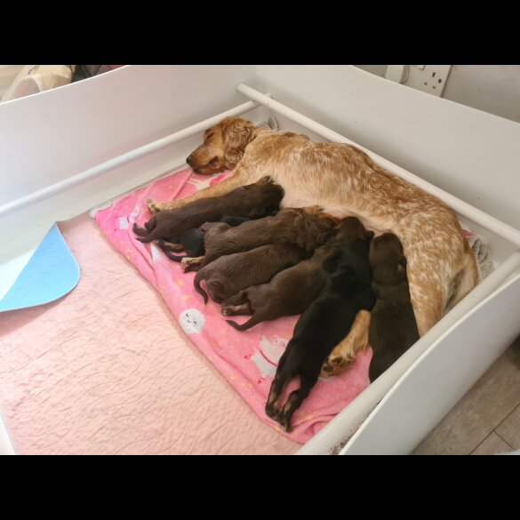 Cocker Spaniel (Working &amp; Show) - Both