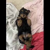 Yorkiepoo - Both