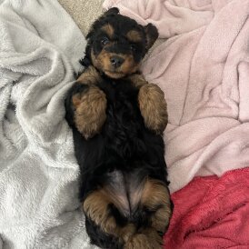 Yorkiepoo - Both