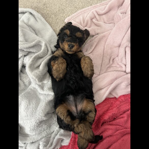 Yorkiepoo - Both