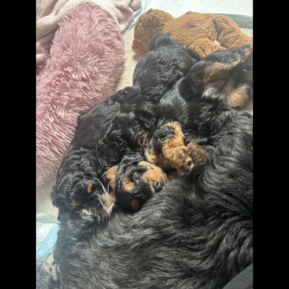 Yorkiepoo - Both