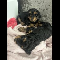 Yorkiepoo - Both