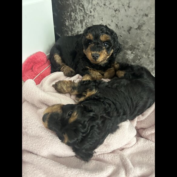 Yorkiepoo - Both