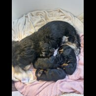 Yorkiepoo - Both