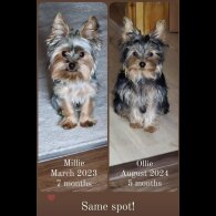 Yorkshire Terrier - Dogs