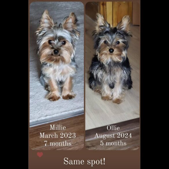 Yorkshire Terrier - Dogs