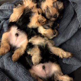 Yorkshire Terrier - Dogs