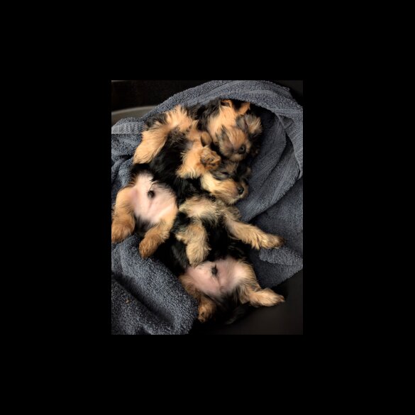 Yorkshire Terrier - Dogs
