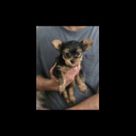 Yorkshire Terrier - Dogs