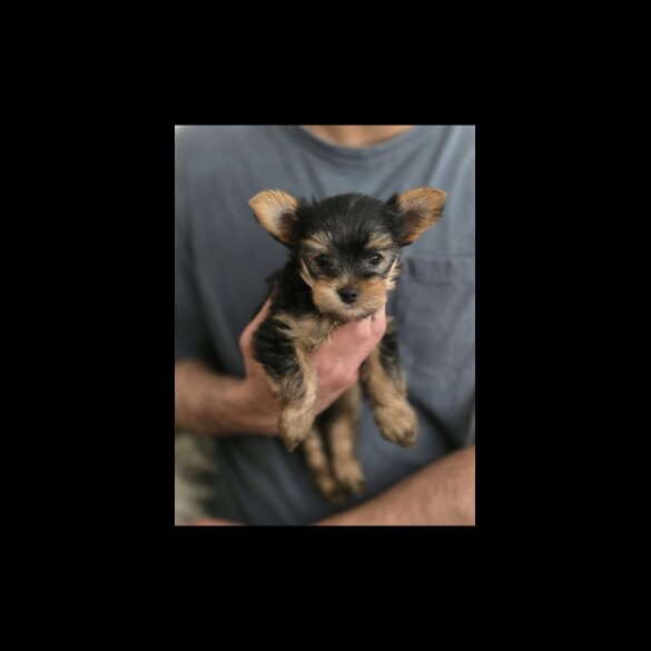 Yorkshire Terrier - Dogs