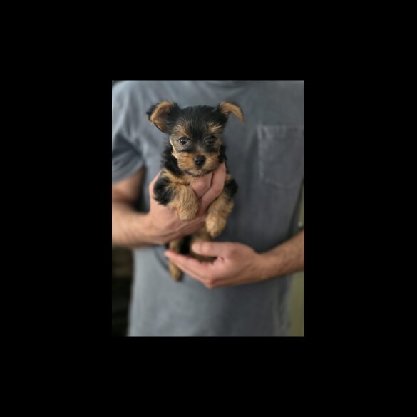 Yorkshire Terrier - Dogs