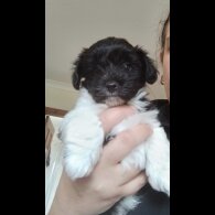 Yorkiepoo - Dogs