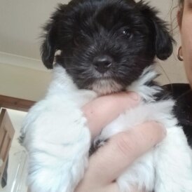 Yorkiepoo - Dogs