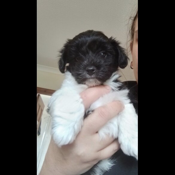 Yorkiepoo - Dogs