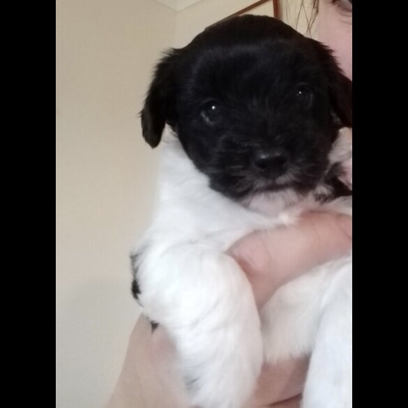 Yorkiepoo - Dogs