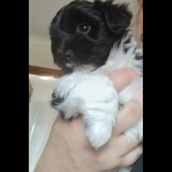 Yorkiepoo - Dogs
