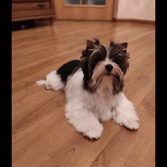Yorkiepoo - Dogs